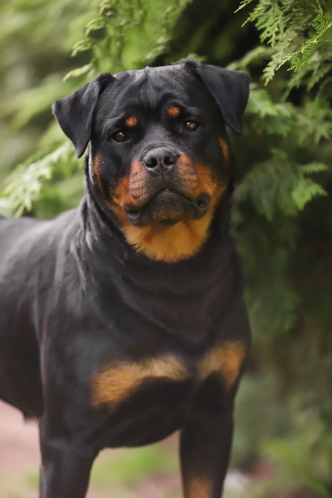 Les Rottweiler de l'affixe Dream Of Manou And Dounette