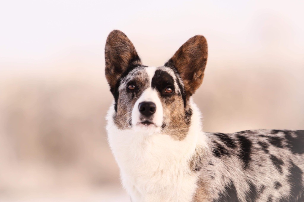 Les Welsh Corgi Cardigan de l'affixe Dream Of Manou And Dounette