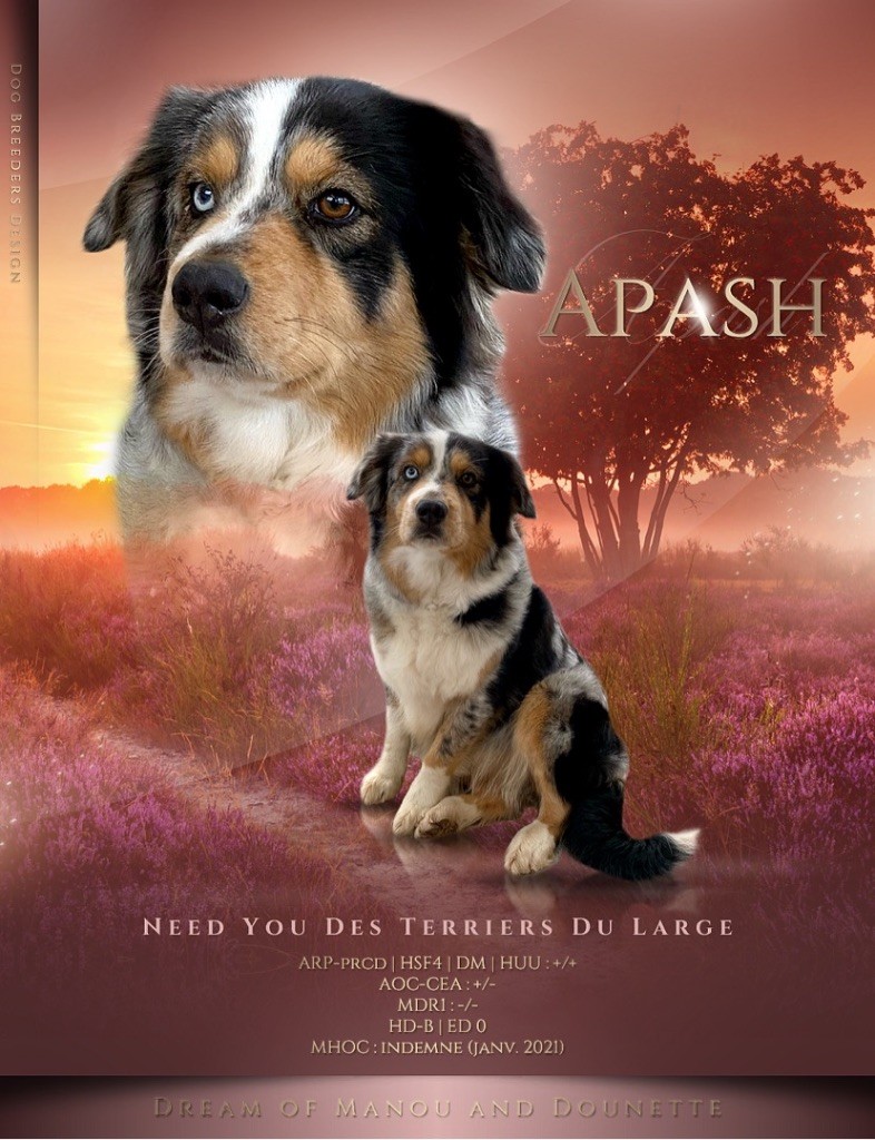 Need you alias apash Des Terriers Du Large