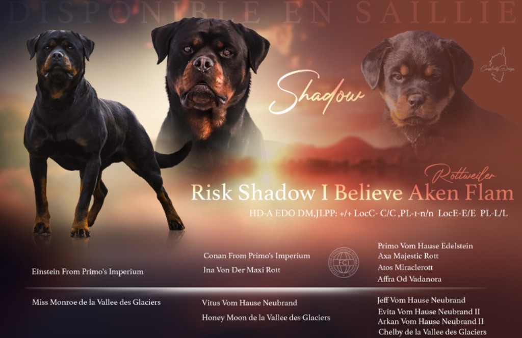 Risk shadow I Believe Aken Flam