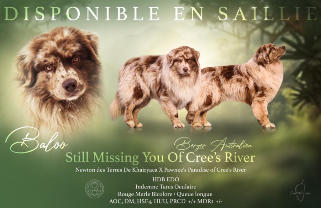 Still missing you - baloo of Cree's River