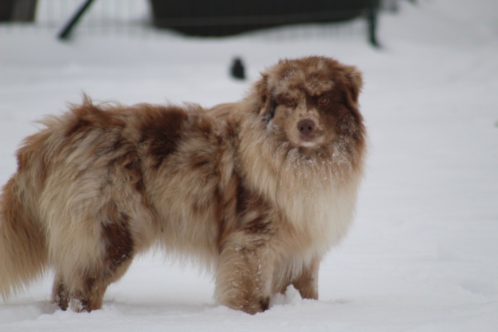 Still missing you - baloo of Cree's River