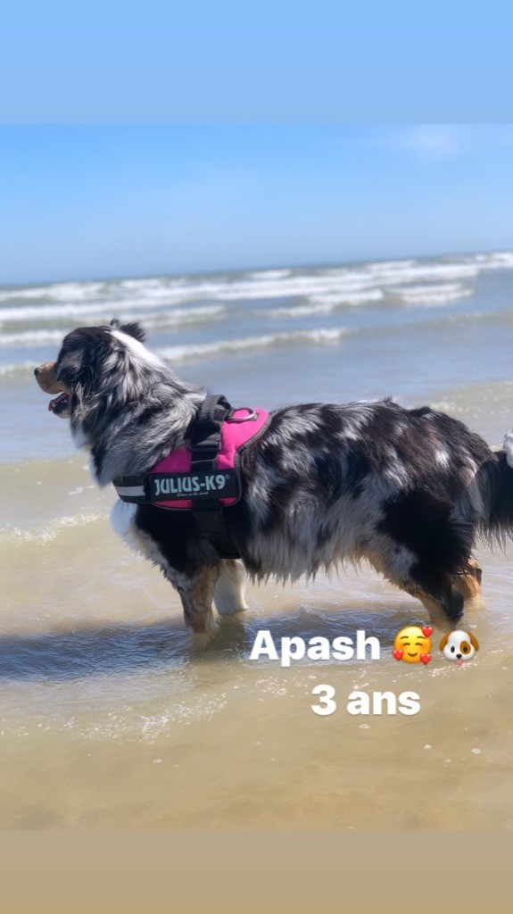 Need you alias apash Des Terriers Du Large