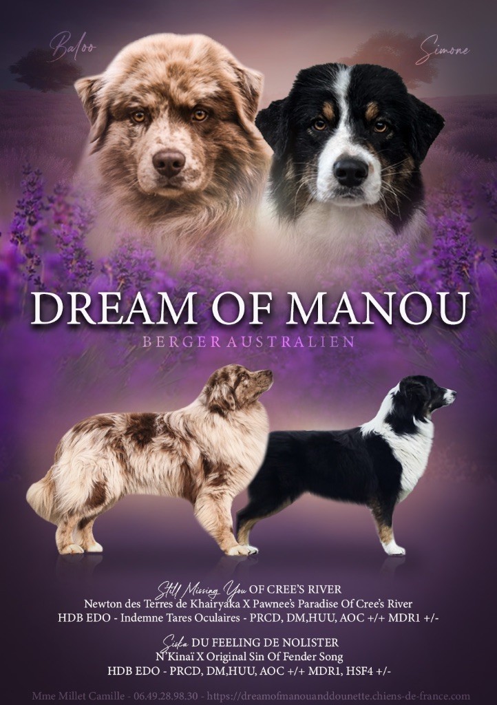 chiot Berger Australien Dream Of Manou And Dounette