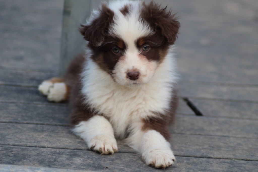 Dream Of Manou And Dounette - Chiot disponible  - Berger Australien