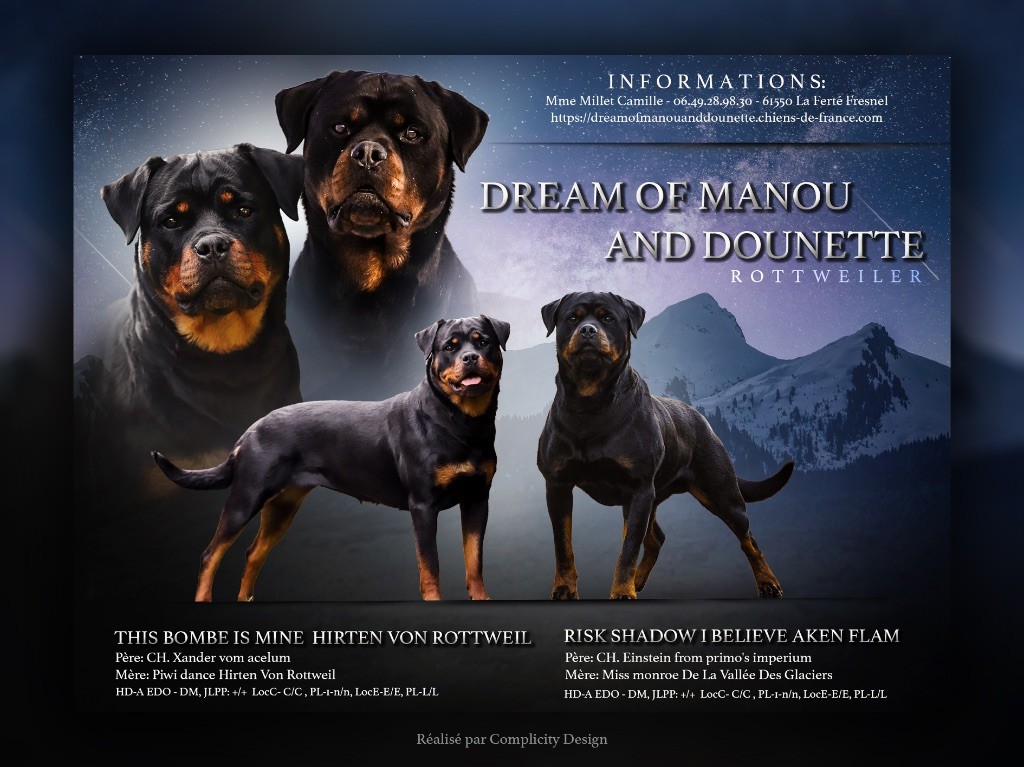 chiot Rottweiler Dream Of Manou And Dounette