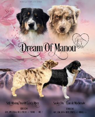 Dream Of Manou And Dounette - Berger Australien - Portée née le 10/01/2023