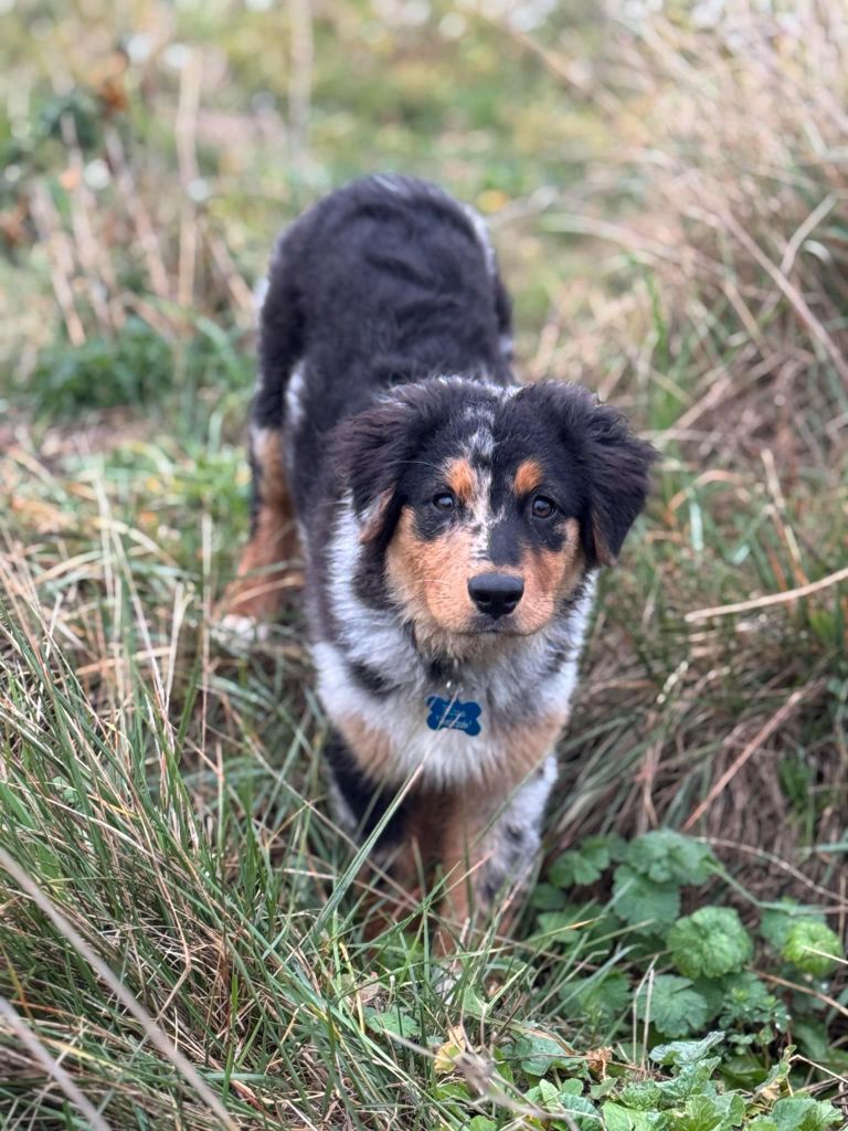 Very beauty hortensia blue Dream Of Manou And Dounette