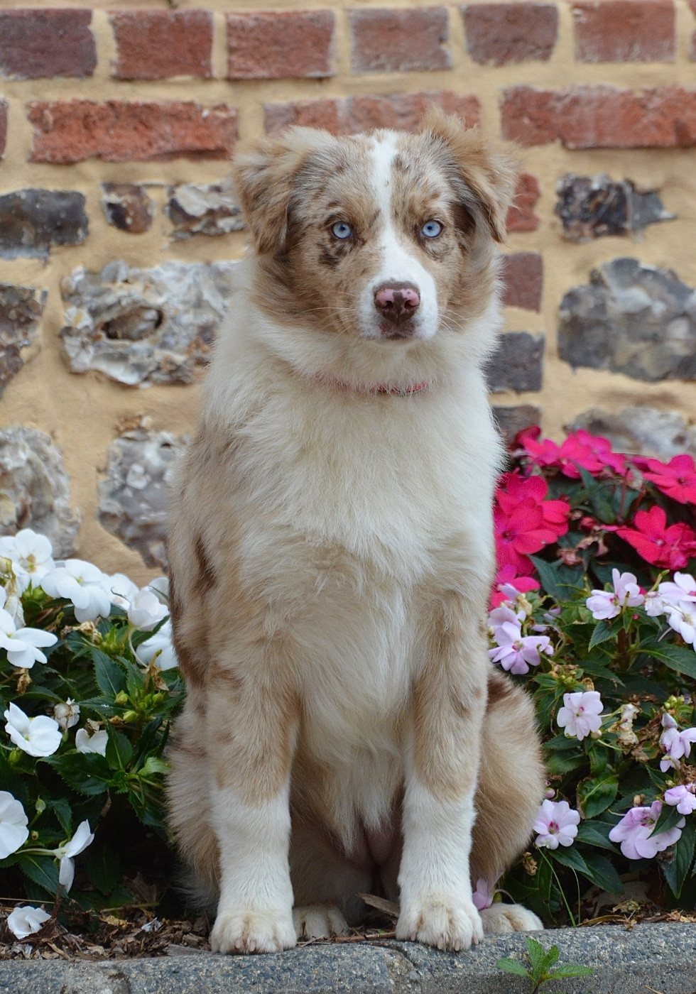 Dream Of Manou And Dounette Amazing Appoline - Lyse