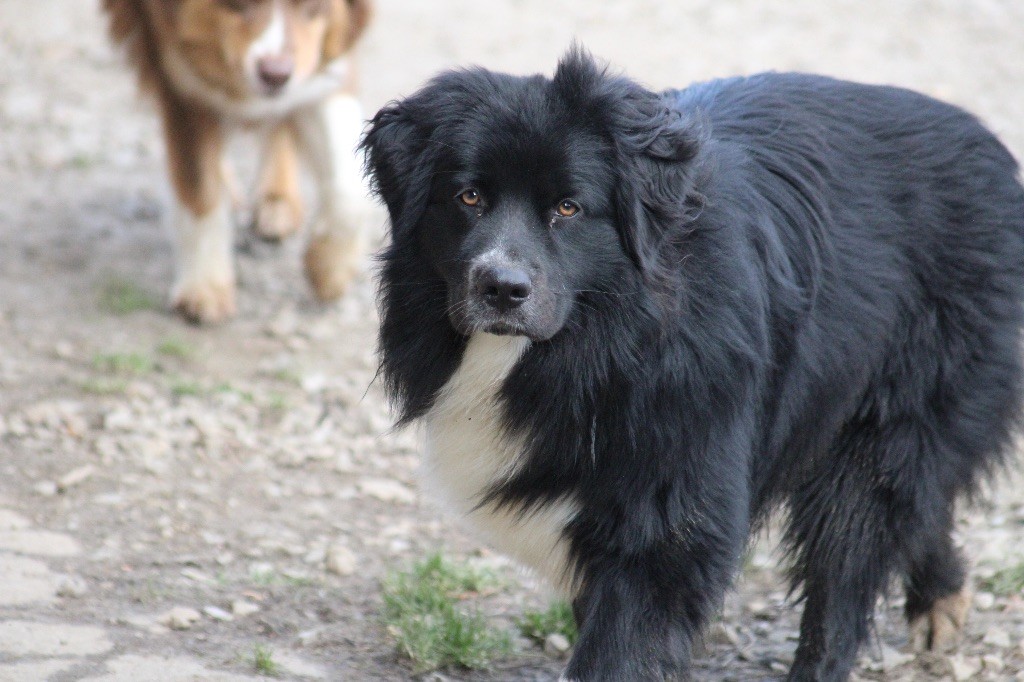 Dream Of Manou And Dounette Voici timide - victor