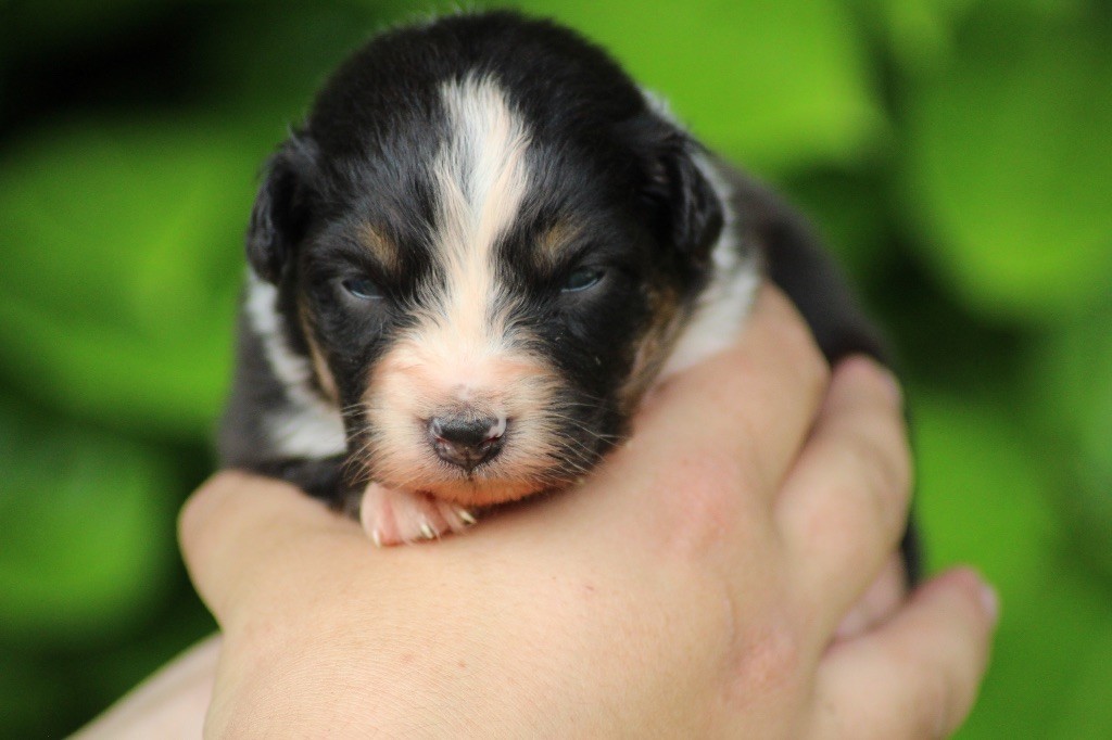 Dream Of Manou And Dounette - Chiots disponibles - Berger Australien