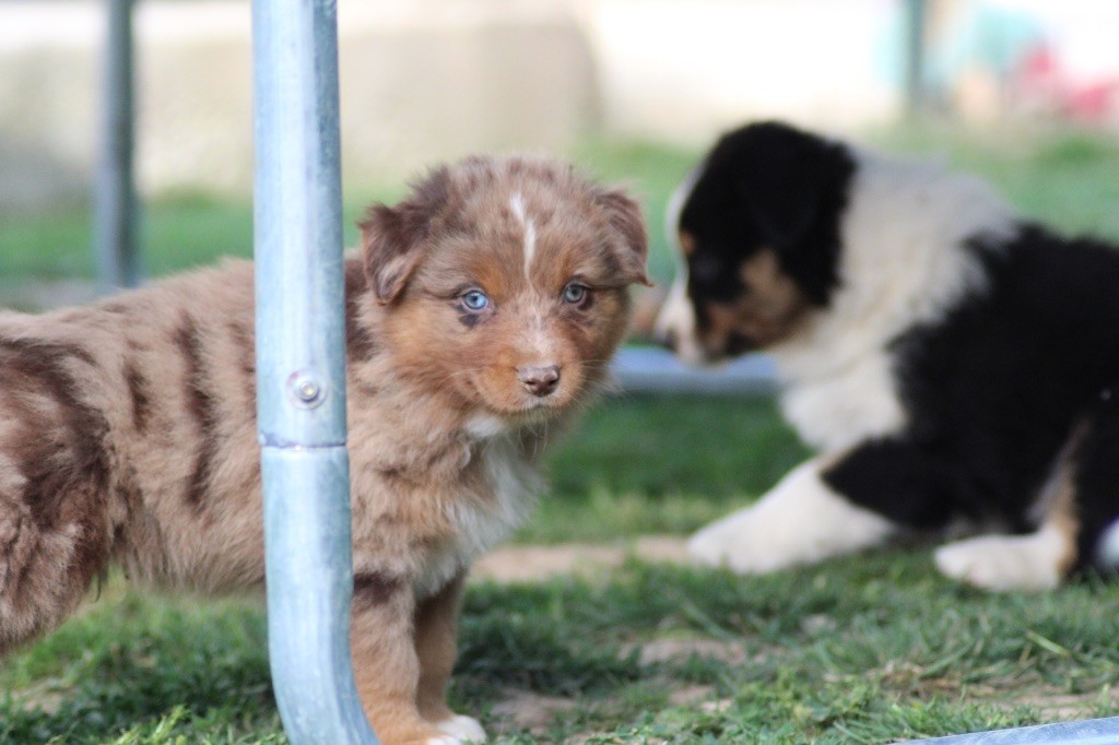 Dream Of Manou And Dounette - Chiots disponibles - Berger Australien