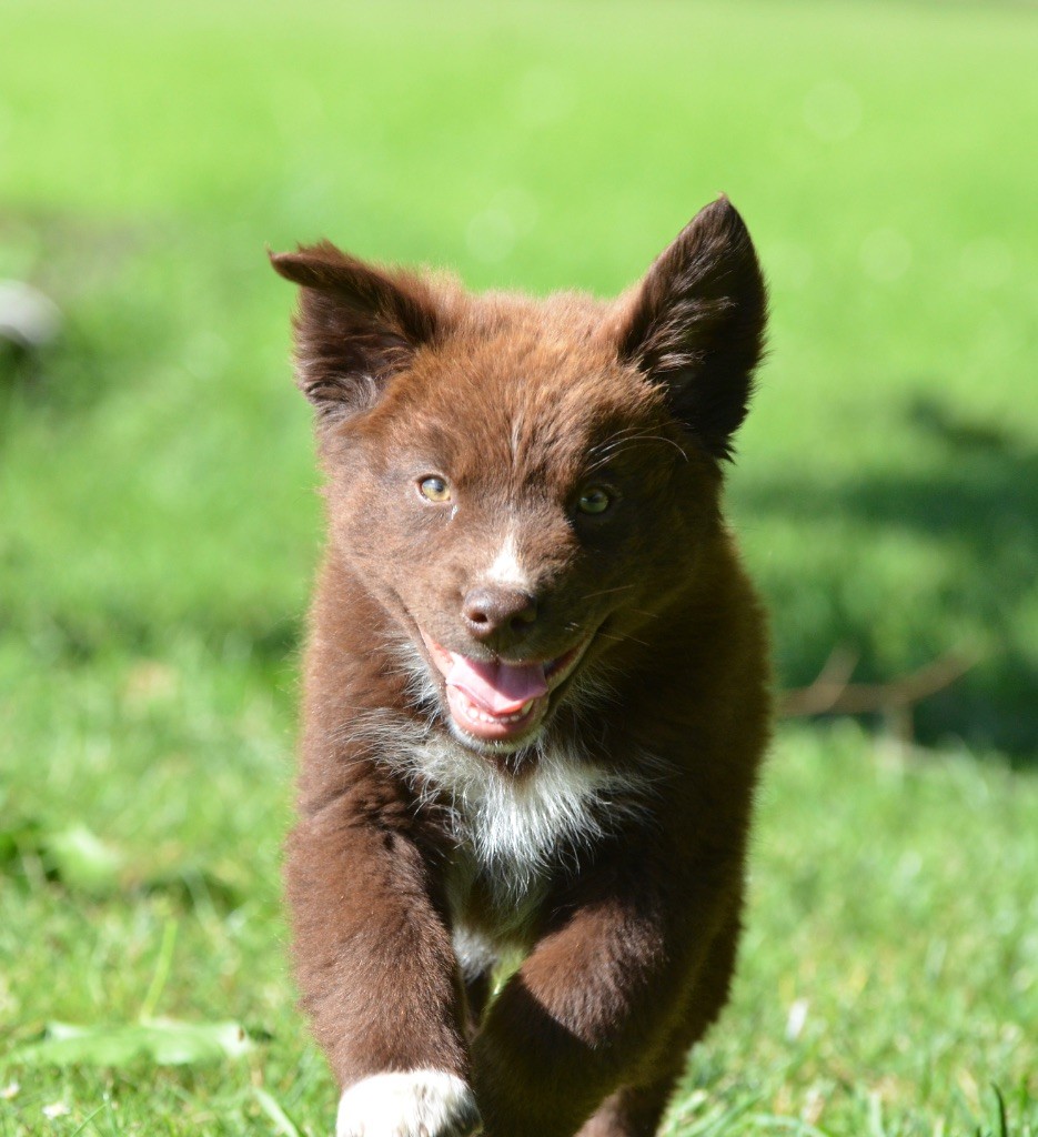 Dream Of Manou And Dounette - Chiots disponibles - Berger Australien