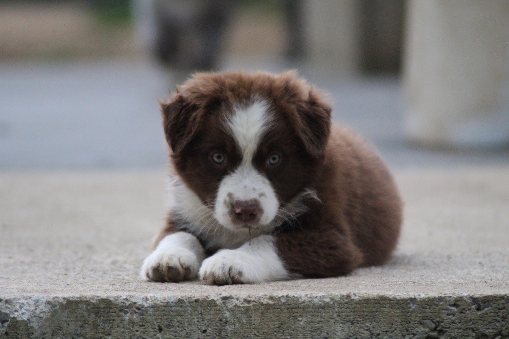 Dream Of Manou And Dounette - Chiots disponibles - Berger Australien