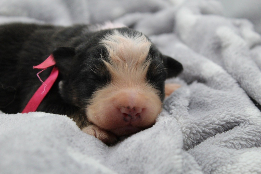 Dream Of Manou And Dounette - Chiots disponibles - Berger Australien