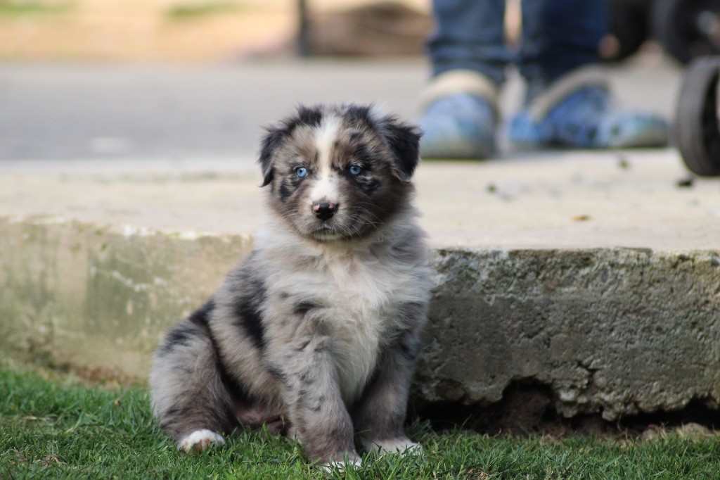 Dream Of Manou And Dounette - Chiots disponibles - Berger Australien