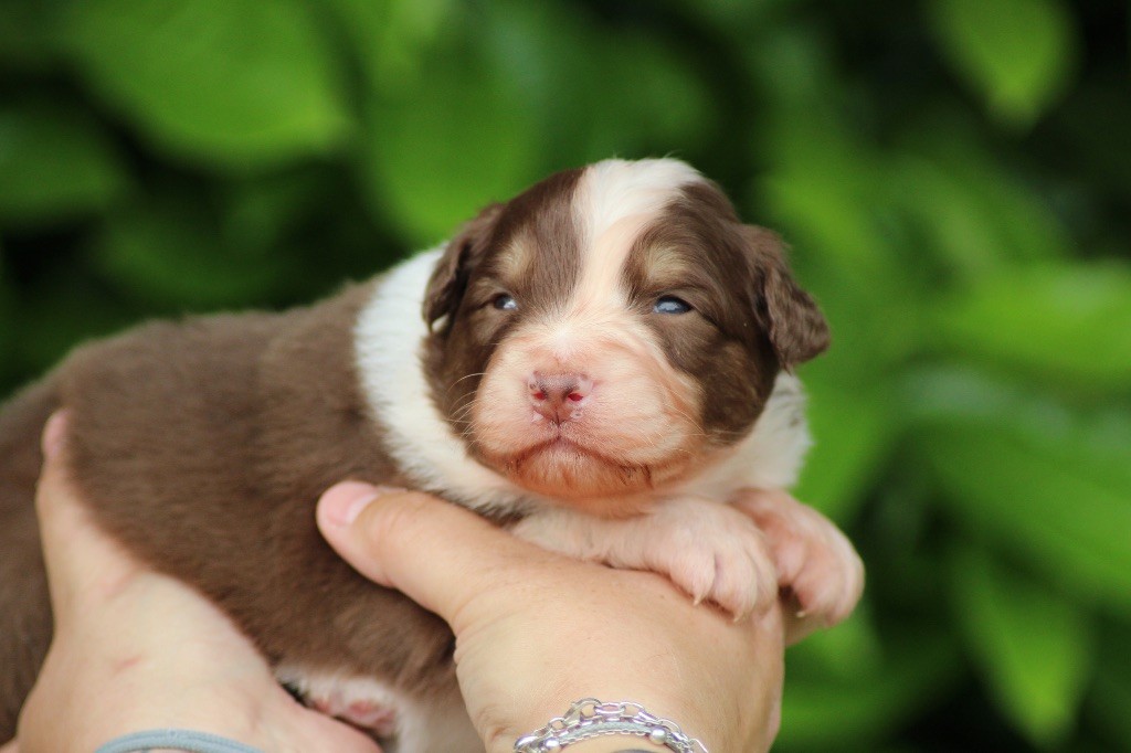Dream Of Manou And Dounette - Chiots disponibles - Berger Australien