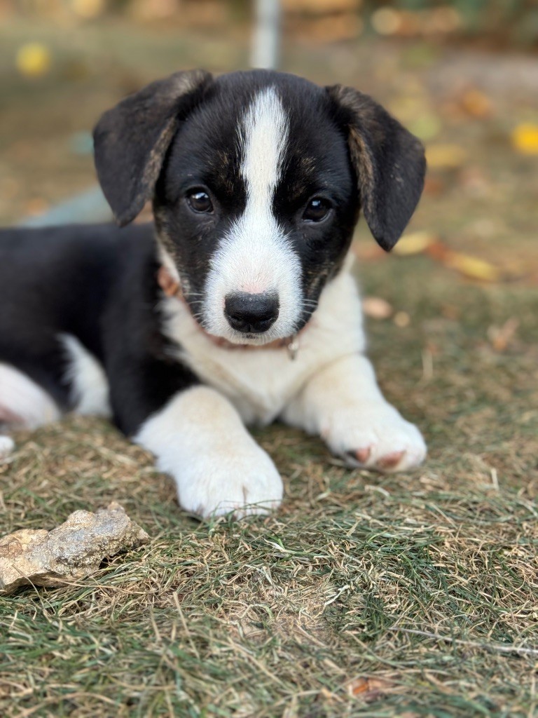 Dream Of Manou And Dounette - Chiots disponibles - Welsh Corgi Cardigan