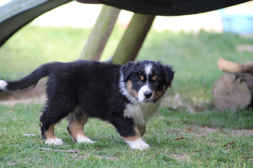 Dream Of Manou And Dounette - Chiots disponibles - Berger Australien