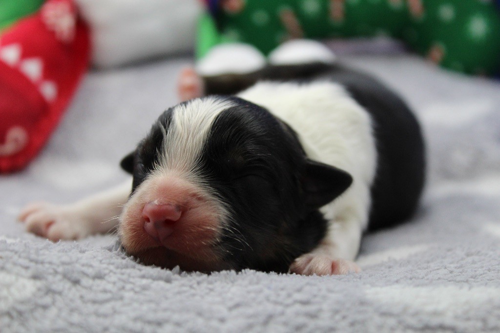 Dream Of Manou And Dounette - Chiots disponibles - Berger Australien