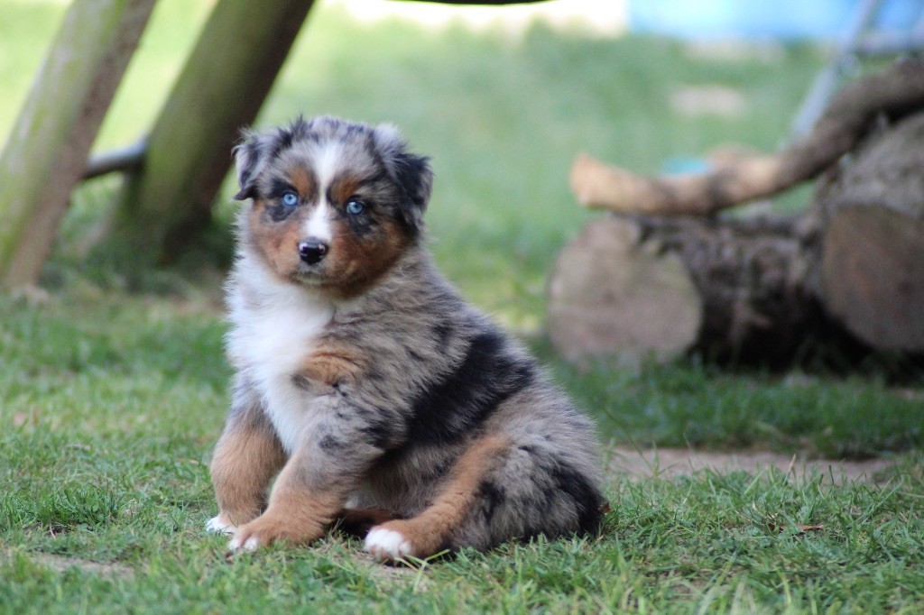 Dream Of Manou And Dounette - Chiots disponibles - Berger Australien