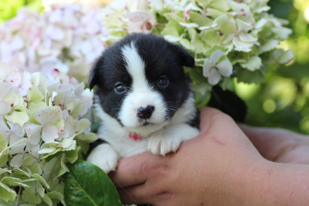 Dream Of Manou And Dounette - Chiots disponibles - Welsh Corgi Cardigan