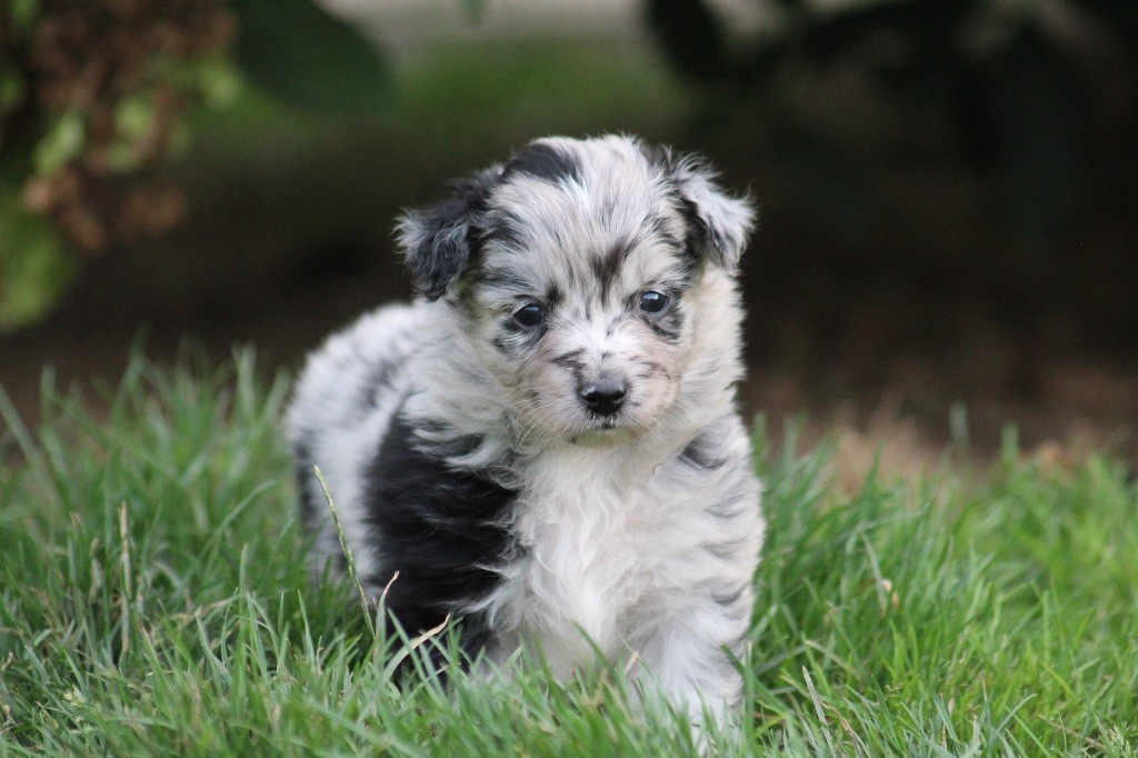 Dream Of Manou And Dounette - Chiots disponibles - Berger Australien