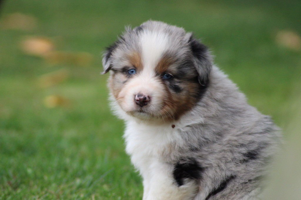 Dream Of Manou And Dounette - Chiots disponibles - Berger Australien