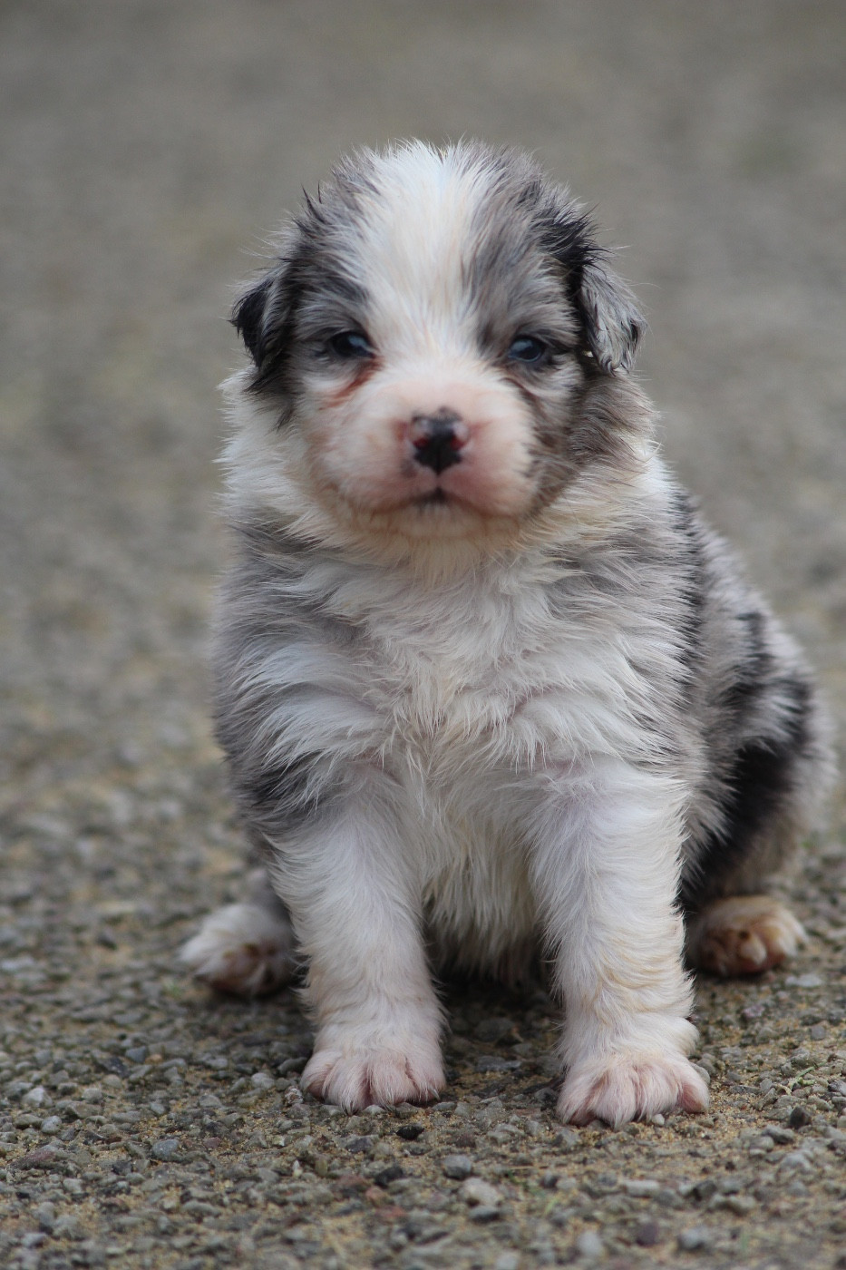 Dream Of Manou And Dounette - Chiots disponibles - Berger Australien