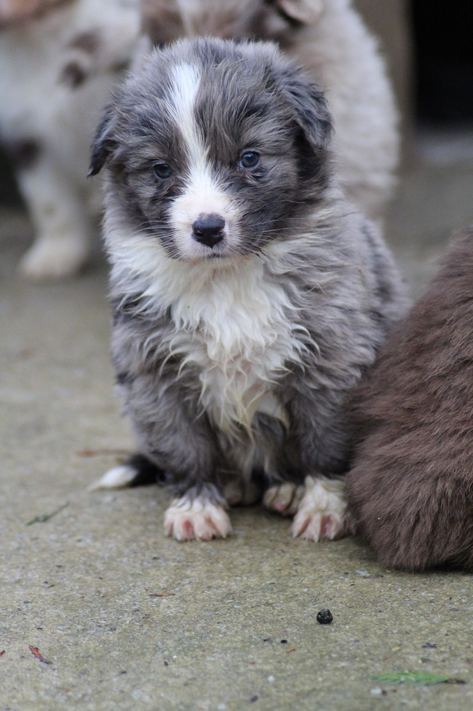 Dream Of Manou And Dounette - Chiots disponibles - Berger Australien