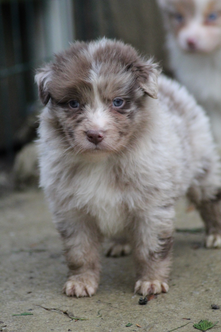 Dream Of Manou And Dounette - Chiots disponibles - Berger Australien