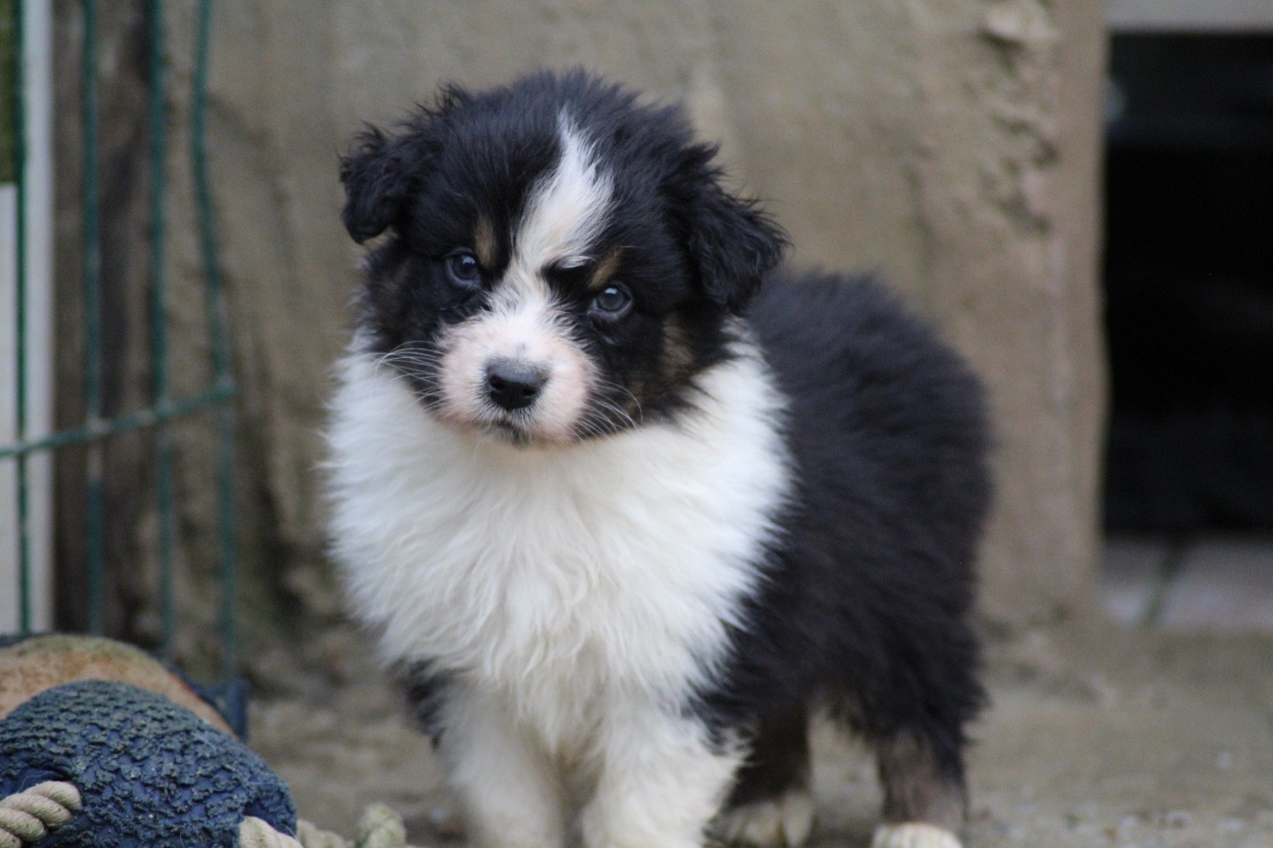 Dream Of Manou And Dounette - Chiots disponibles - Berger Australien