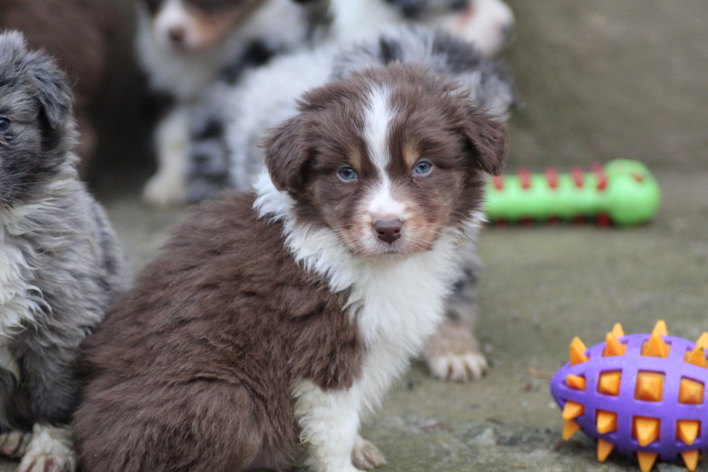 Dream Of Manou And Dounette - Chiots disponibles - Berger Australien