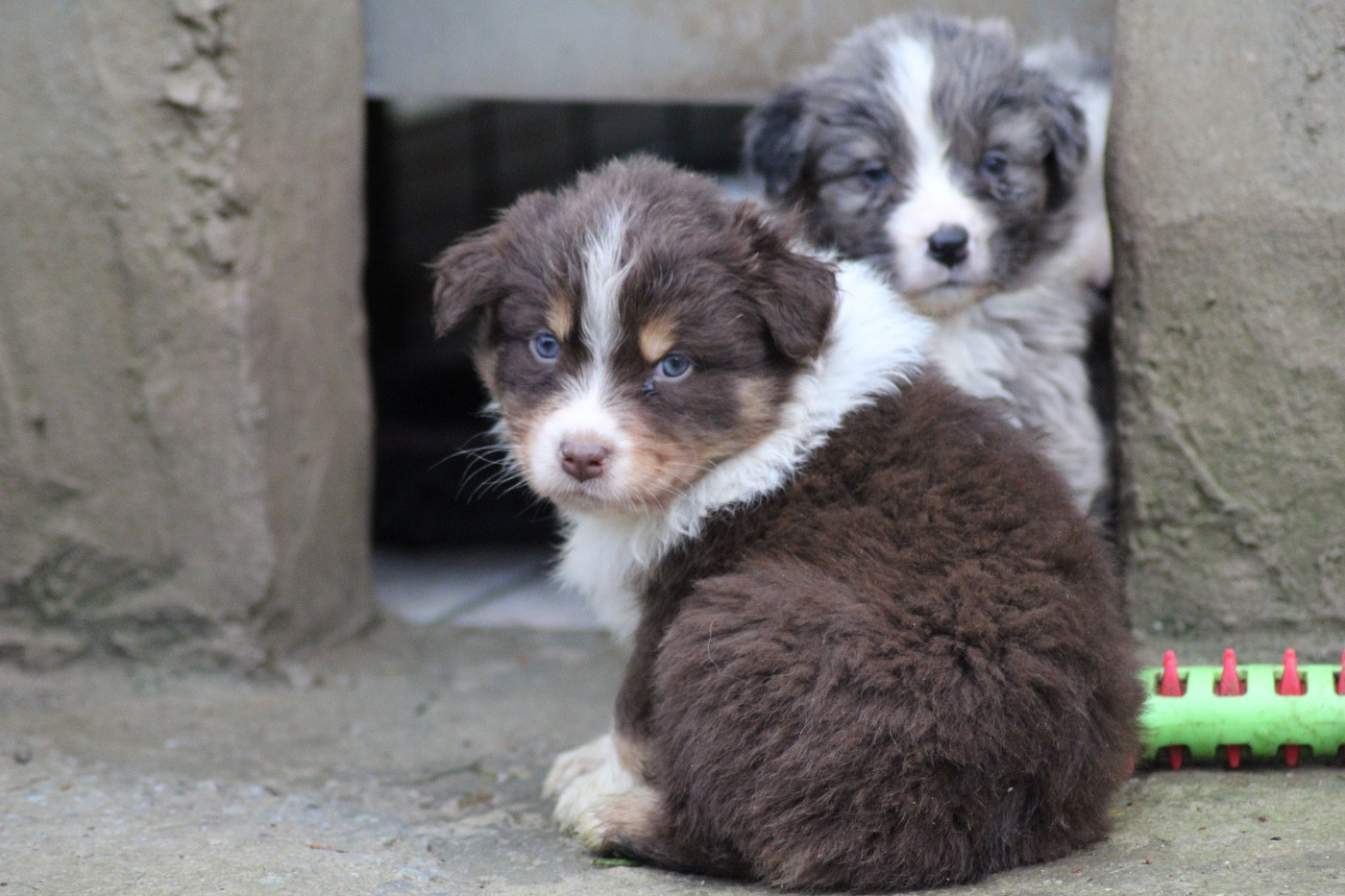 Dream Of Manou And Dounette - Chiots disponibles - Berger Australien