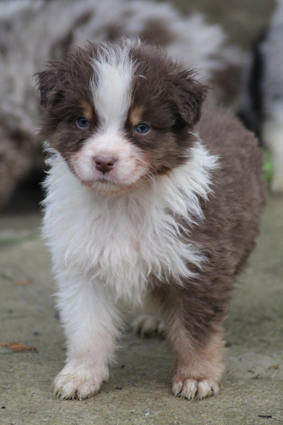 Dream Of Manou And Dounette - Chiots disponibles - Berger Australien