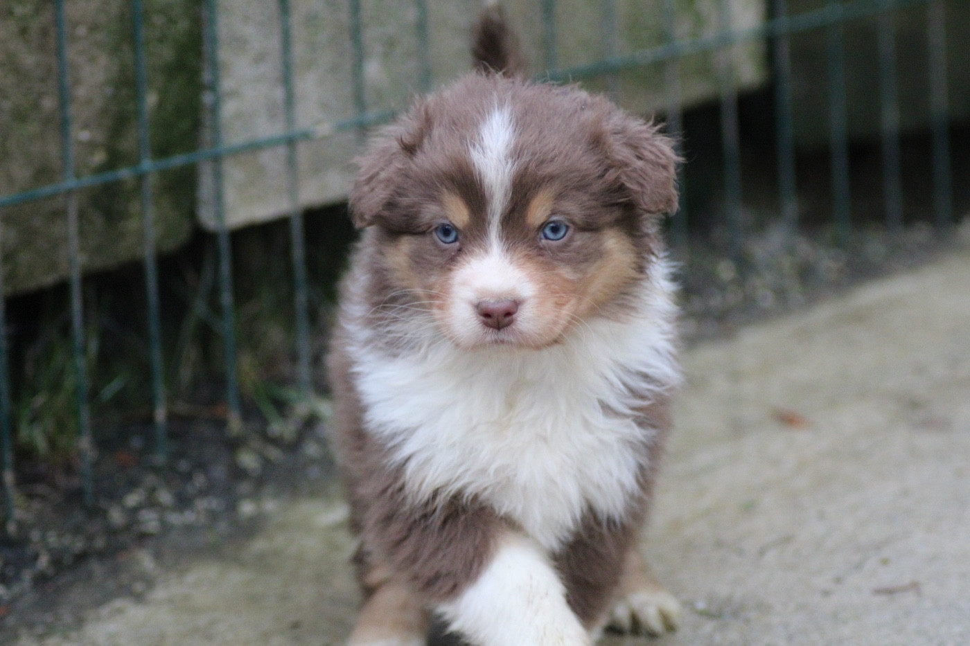 Dream Of Manou And Dounette - Chiots disponibles - Berger Australien