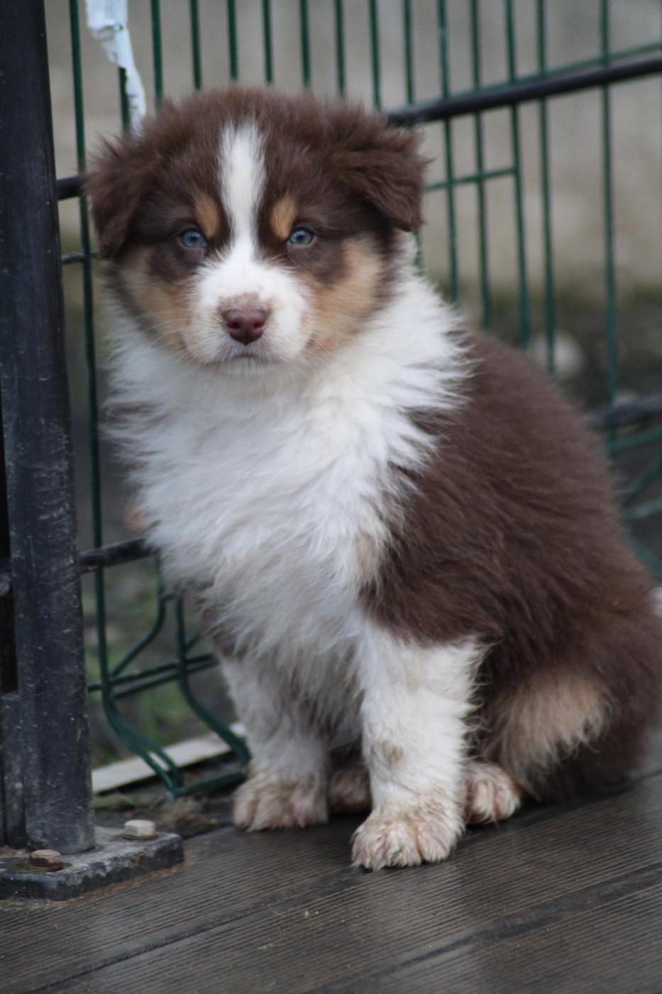 Dream Of Manou And Dounette - Chiots disponibles - Berger Australien