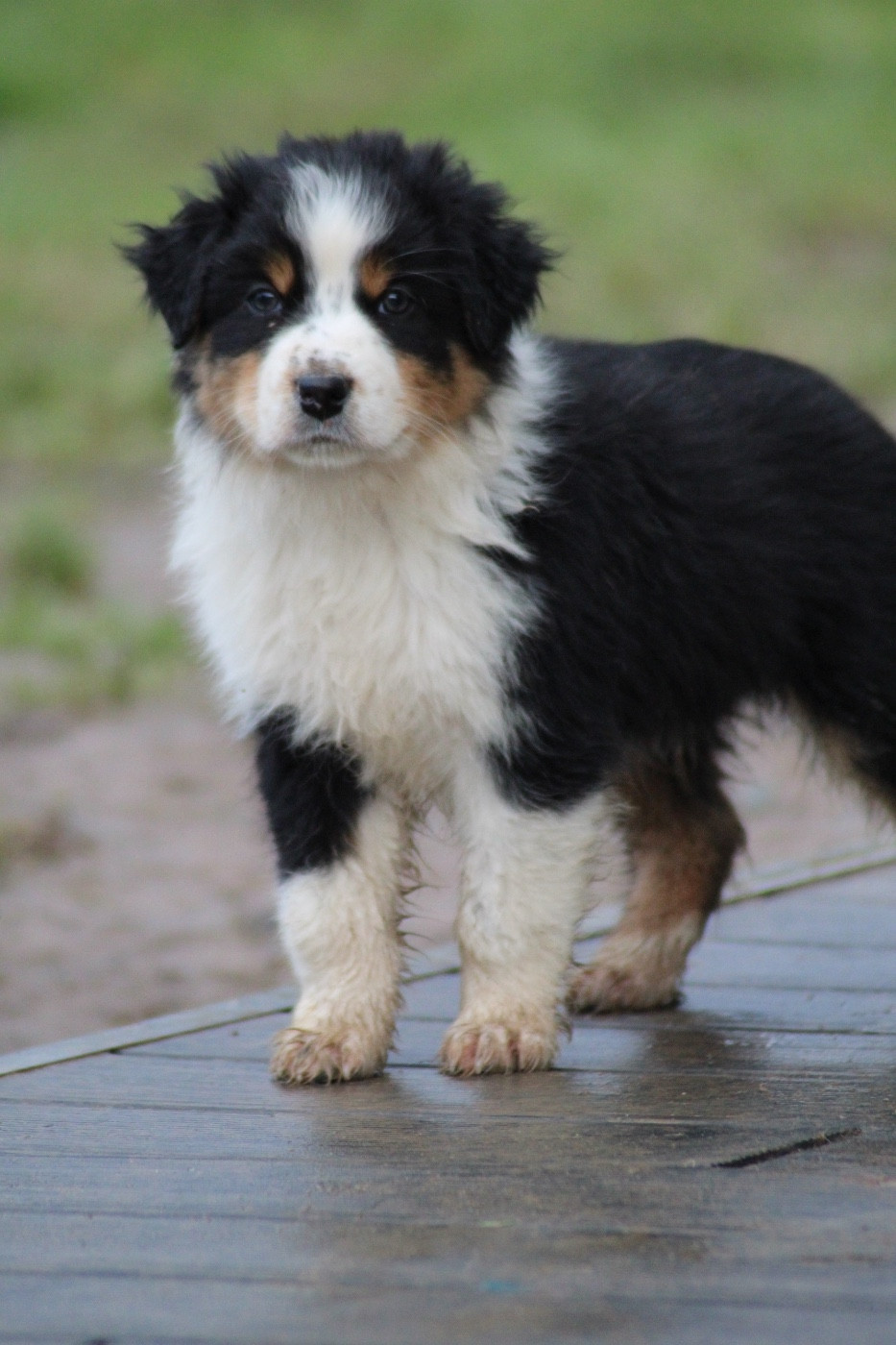 Dream Of Manou And Dounette - Chiots disponibles - Berger Australien