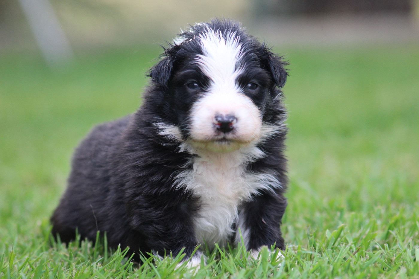 Dream Of Manou And Dounette - Chiots disponibles - Berger Australien