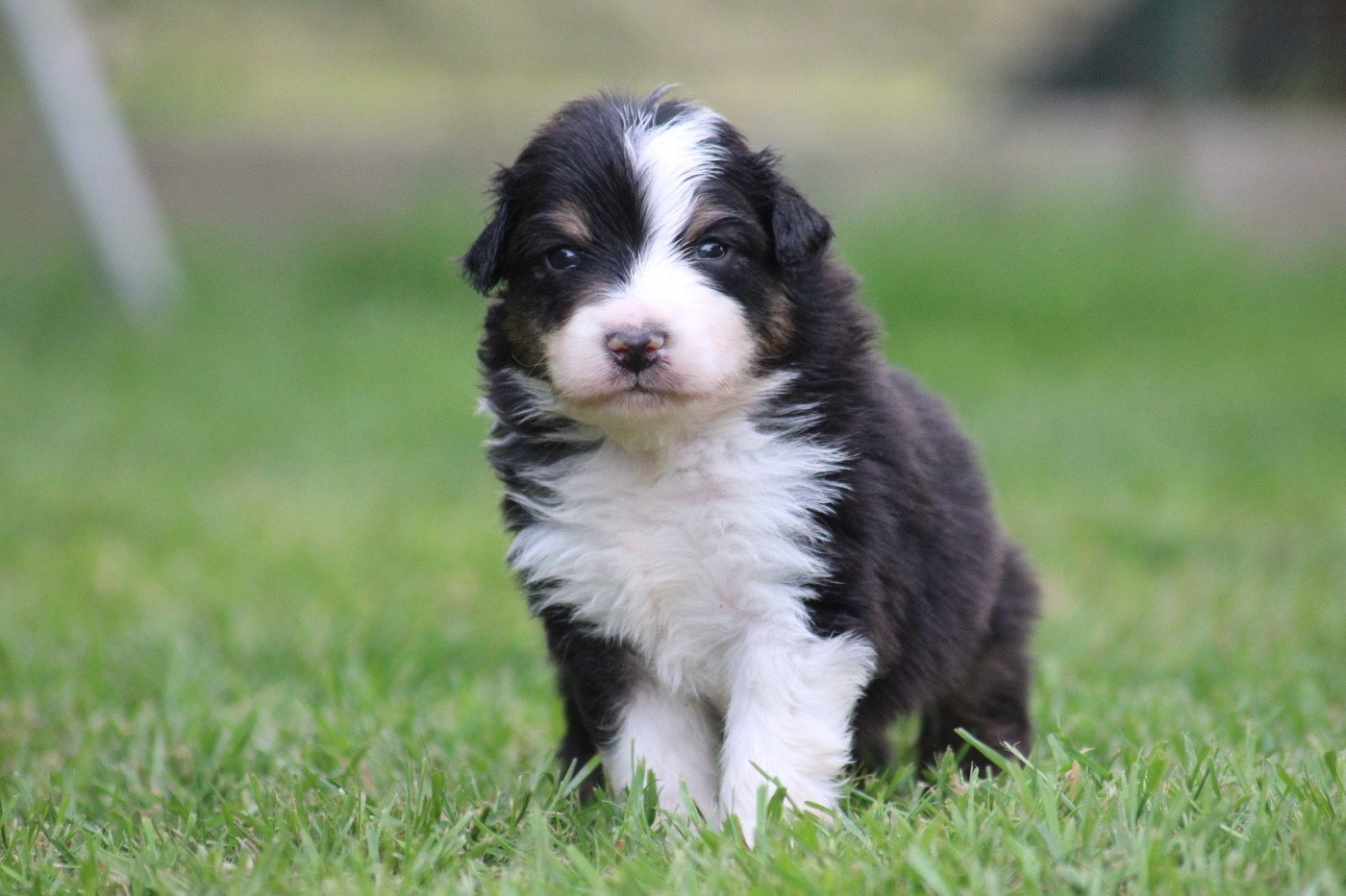 Dream Of Manou And Dounette - Chiots disponibles - Berger Australien