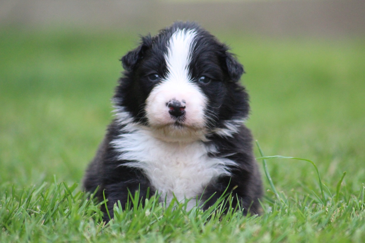 Dream Of Manou And Dounette - Chiots disponibles - Berger Australien