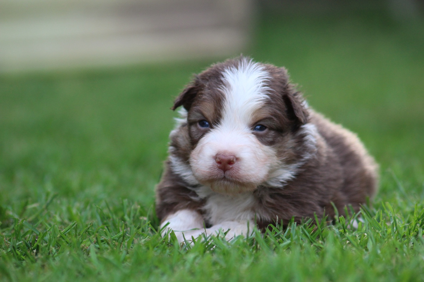 Dream Of Manou And Dounette - Chiots disponibles - Berger Australien