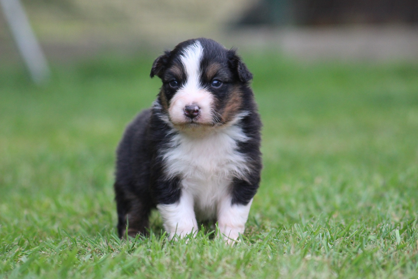 Dream Of Manou And Dounette - Chiots disponibles - Berger Australien