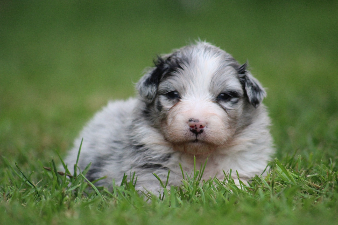 Dream Of Manou And Dounette - Chiots disponibles - Berger Australien