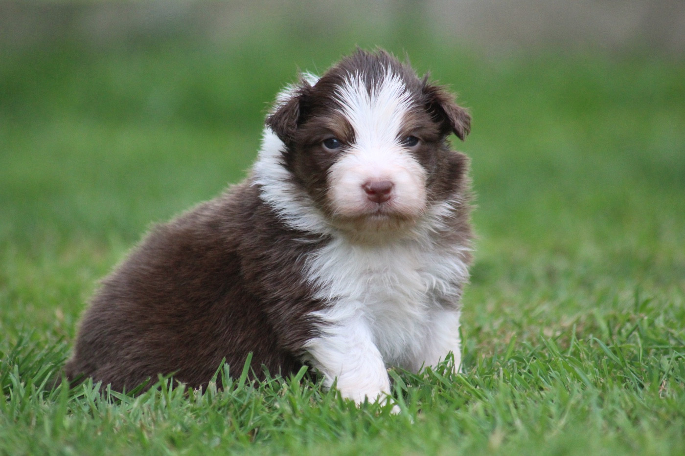 Dream Of Manou And Dounette - Chiots disponibles - Berger Australien