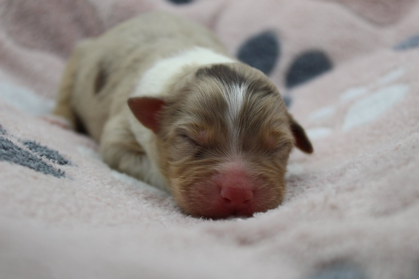 Dream Of Manou And Dounette - Chiots disponibles - Berger Australien