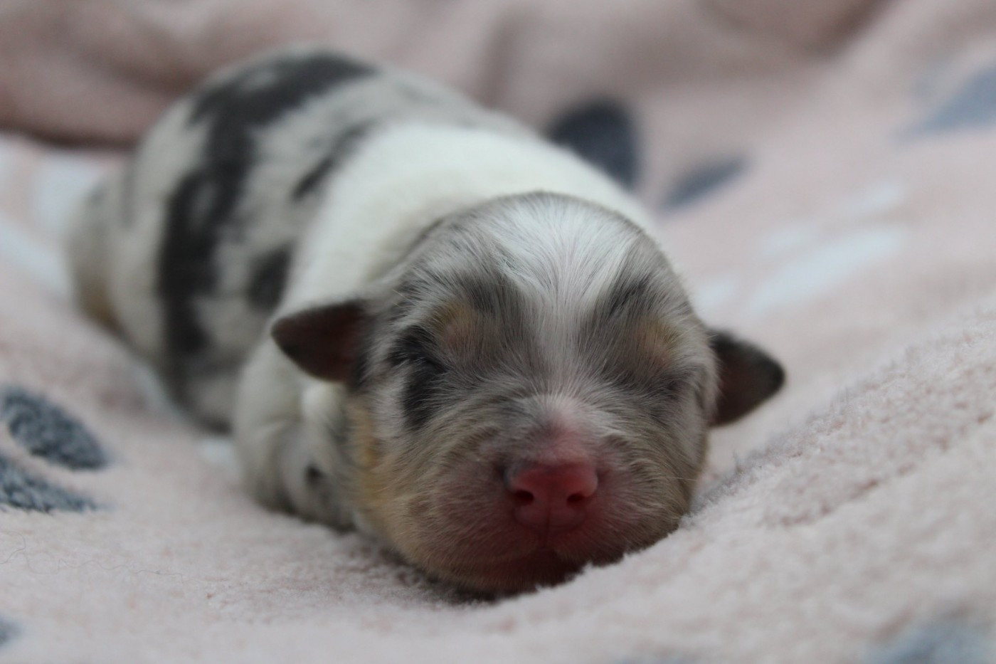 Dream Of Manou And Dounette - Chiots disponibles - Berger Australien