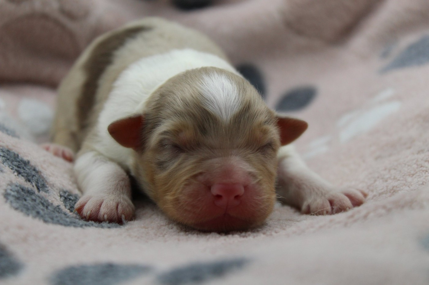 Dream Of Manou And Dounette - Chiots disponibles - Berger Australien