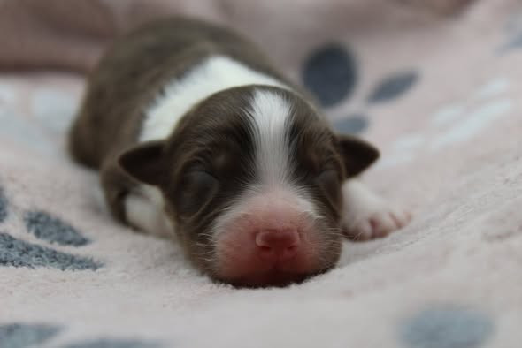 Dream Of Manou And Dounette - Chiots disponibles - Berger Australien