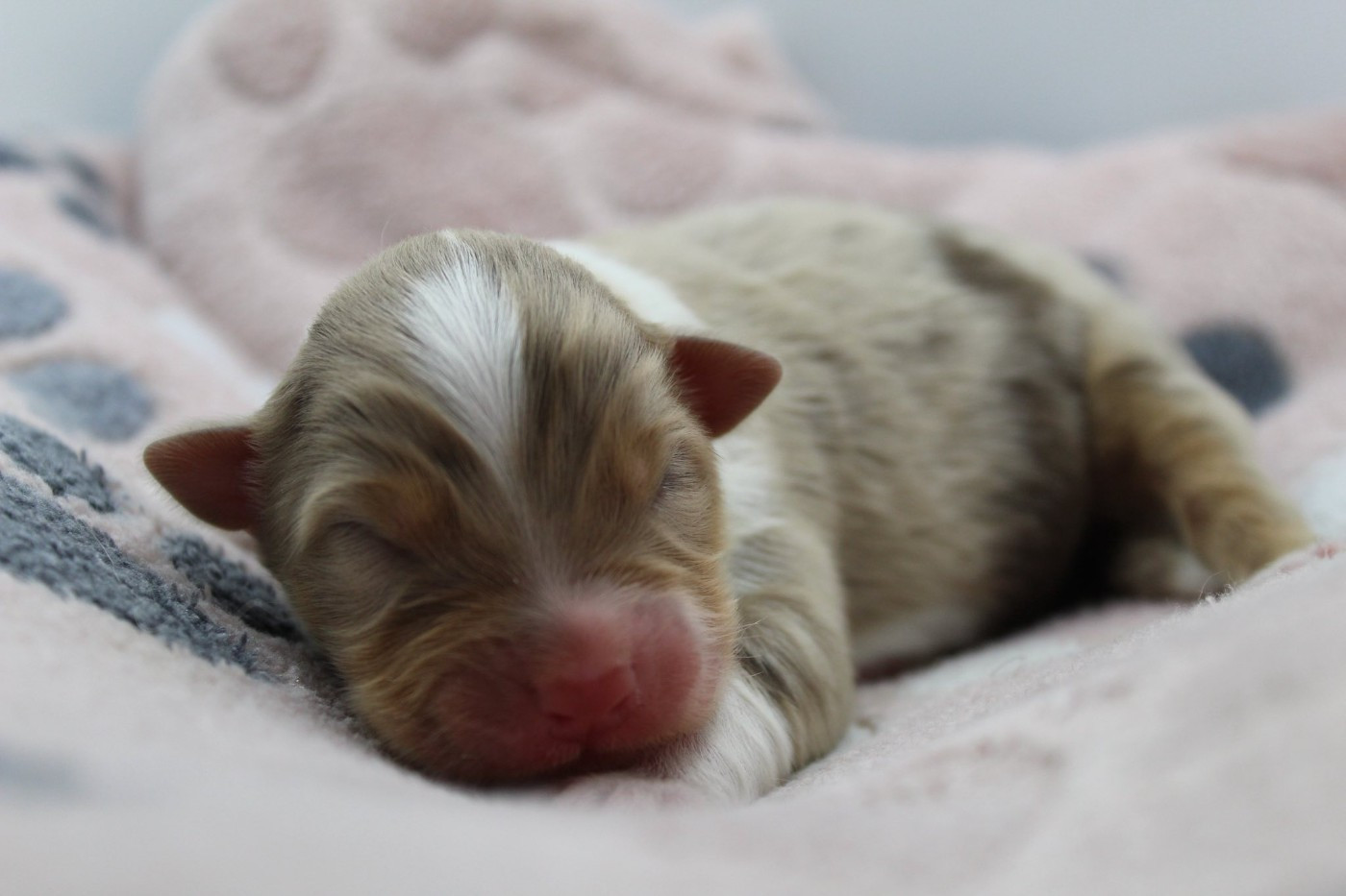 Dream Of Manou And Dounette - Chiots disponibles - Berger Australien